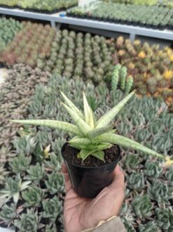 Sansevieria Kasih, real gallery image #1 plants. Picture taken directly from kaktus.id community Sansevieria farmer green houses.