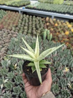 Sansevieria Kasih, real gallery image #3 plants. Picture taken directly from kaktus.id community Sansevieria farmer green houses.