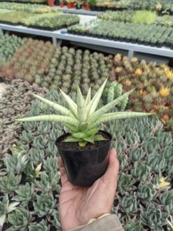Sansevieria Kasih, real gallery image #5 plants. Picture taken directly from kaktus.id community Sansevieria farmer green houses.