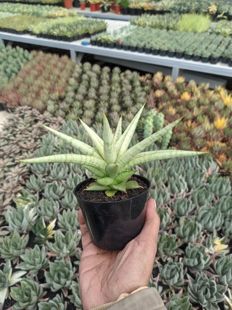 kaktus.id