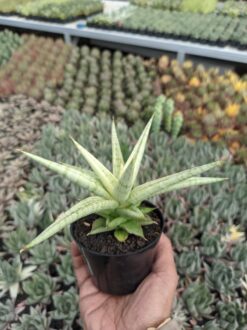 Sansevieria Kasih, real gallery image #7 plants. Picture taken directly from kaktus.id community Sansevieria farmer green houses.
