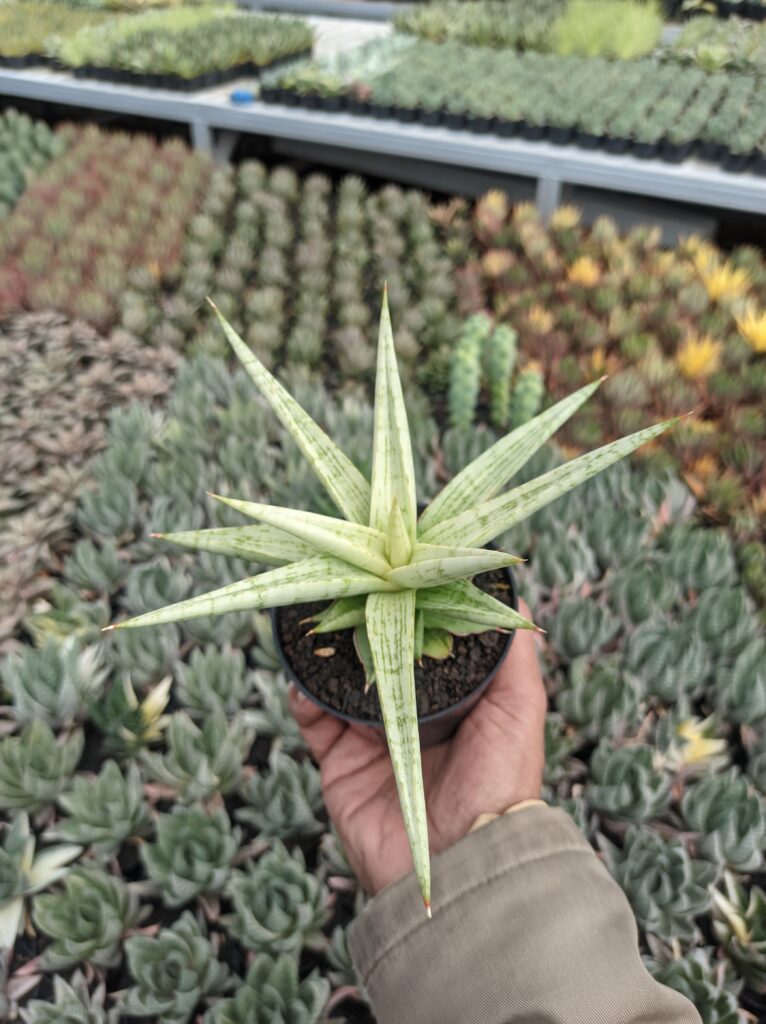kaktus.id