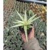 Sansevieria Kasih, real feature image plant. Picture taken directly from kaktus.id community Sansevieria farmer green houses.