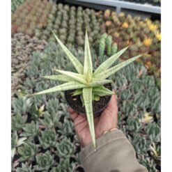 Sansevieria Kasih, real feature image plant. Picture taken directly from kaktus.id community Sansevieria farmer green houses.