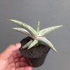 Sansevieria Silver Clone, real feature image plant. Picture taken directly from kaktus.id community Sansevieria farmer green houses.
