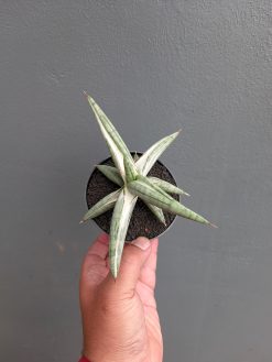 Sansevieria Silver Clone, real gallery image #10 plants. Picture taken directly from kaktus.id community Sansevieria farmer green houses.