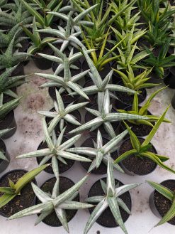 Sansevieria Silver Clone, real gallery image #1 plants. Picture taken directly from kaktus.id community Sansevieria farmer green houses.