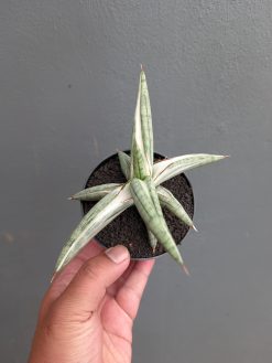 Sansevieria Silver Clone, real gallery image #2 plants. Picture taken directly from kaktus.id community Sansevieria farmer green houses.