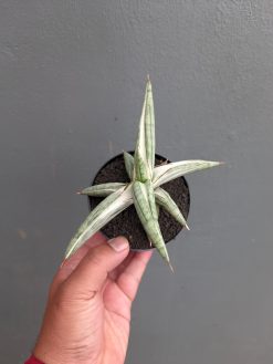 Sansevieria Silver Clone, real gallery image #3 plants. Picture taken directly from kaktus.id community Sansevieria farmer green houses.