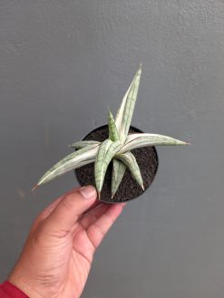 Sansevieria Silver Clone, real gallery image #4 plants. Picture taken directly from kaktus.id community Sansevieria farmer green houses.
