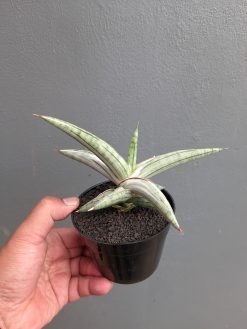 Sansevieria Silver Clone, real gallery image #5 plants. Picture taken directly from kaktus.id community Sansevieria farmer green houses.