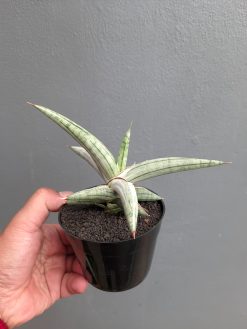 Sansevieria Silver Clone, real gallery image #6 plants. Picture taken directly from kaktus.id community Sansevieria farmer green houses.