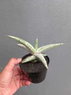 Sansevieria Silver Clone, real gallery image #8 plants. Picture taken directly from kaktus.id community Sansevieria farmer green houses.