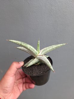 Sansevieria Silver Clone, real gallery image #9 plants. Picture taken directly from kaktus.id community Sansevieria farmer green houses.