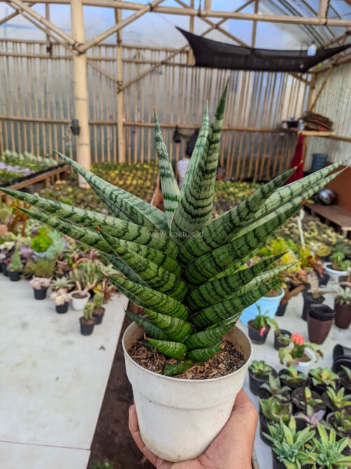Sansevieria Blorong Wide 30 Cm, real gallery image #2 plants. Picture taken directly from kaktus.id community Sansevieria farmer green houses.