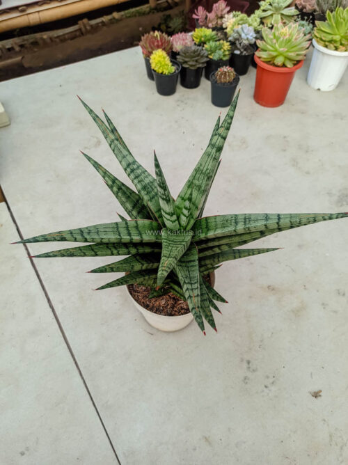 Sansevieria Blorong Wide 30 Cm, real gallery image #3 plants. Picture taken directly from kaktus.id community Sansevieria farmer green houses.