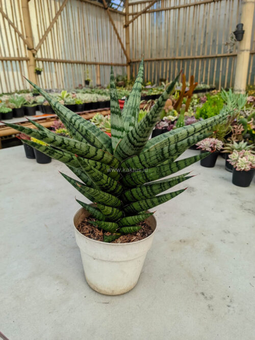Sansevieria Blorong Wide 30 Cm, real gallery image #4 plants. Picture taken directly from kaktus.id community Sansevieria farmer green houses.