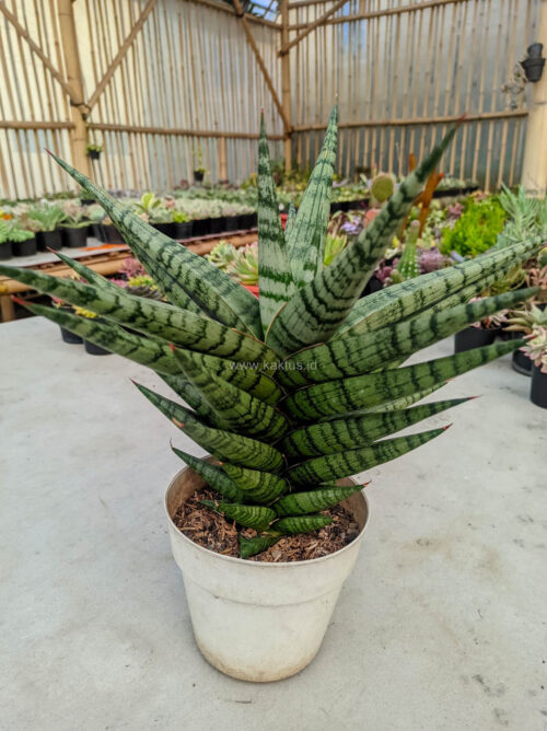 Sansevieria Blorong Wide 30 Cm, real gallery image #6 plants. Picture taken directly from kaktus.id community Sansevieria farmer green houses.