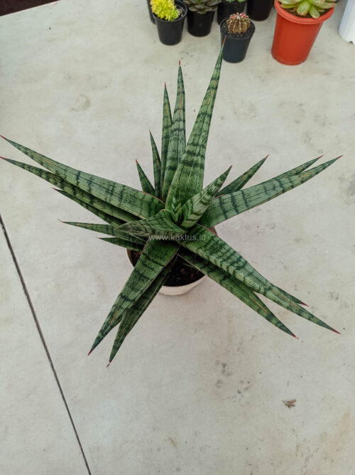 Sansevieria Blorong Wide 30 Cm, real gallery image #5 plants. Picture taken directly from kaktus.id community Sansevieria farmer green houses.