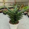Sansevieria Blorong Wide 30 Cm, real feature image plant. Picture taken directly from kaktus.id community Sansevieria farmer green houses.