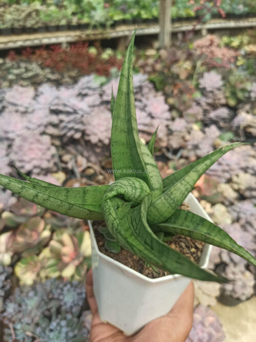Sansevieria Punk, real gallery image #4 plants. Picture taken directly from kaktus.id community Sansevieria farmer green houses.