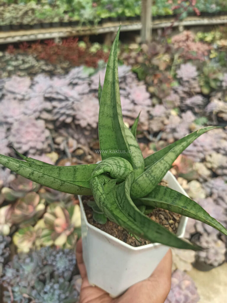 kaktus.id