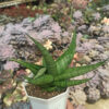 Sansevieria Punk, real gallery image #2 plants. Picture taken directly from kaktus.id community Sansevieria farmer green houses.