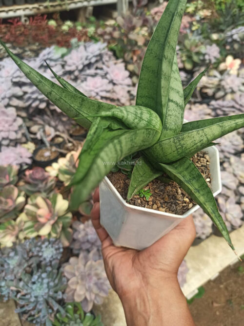 Sansevieria Punk, real gallery image #5 plants. Picture taken directly from kaktus.id community Sansevieria farmer green houses.