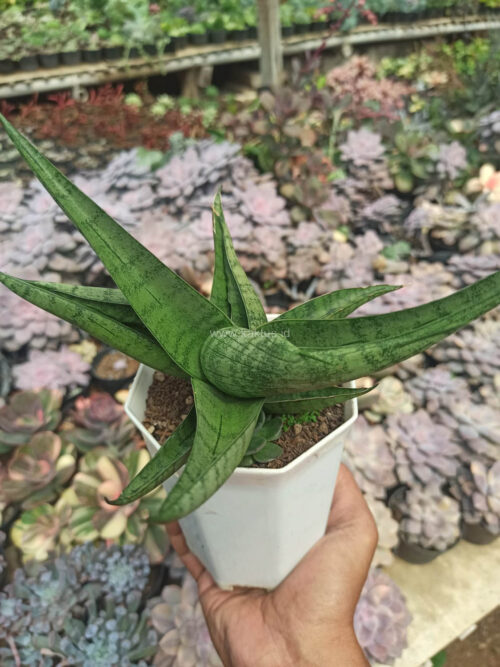 Sansevieria Punk, real gallery image #1 plants. Picture taken directly from kaktus.id community Sansevieria farmer green houses.