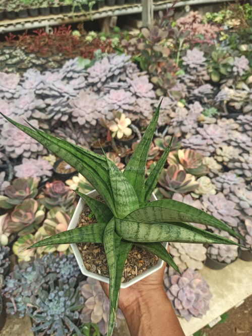 Sansevieria Punk, real gallery image #3 plants. Picture taken directly from kaktus.id community Sansevieria farmer green houses.
