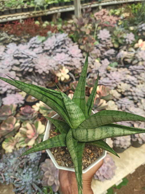 Sansevieria Punk, real gallery image #6 plants. Picture taken directly from kaktus.id community Sansevieria farmer green houses.