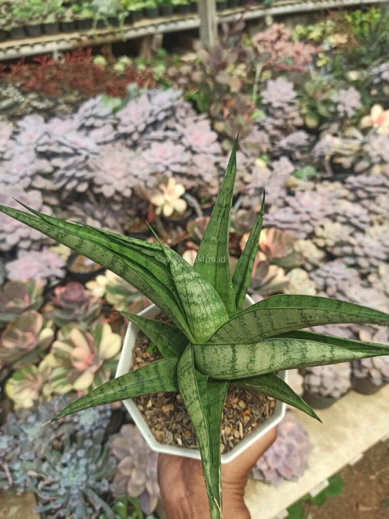 kaktus.id