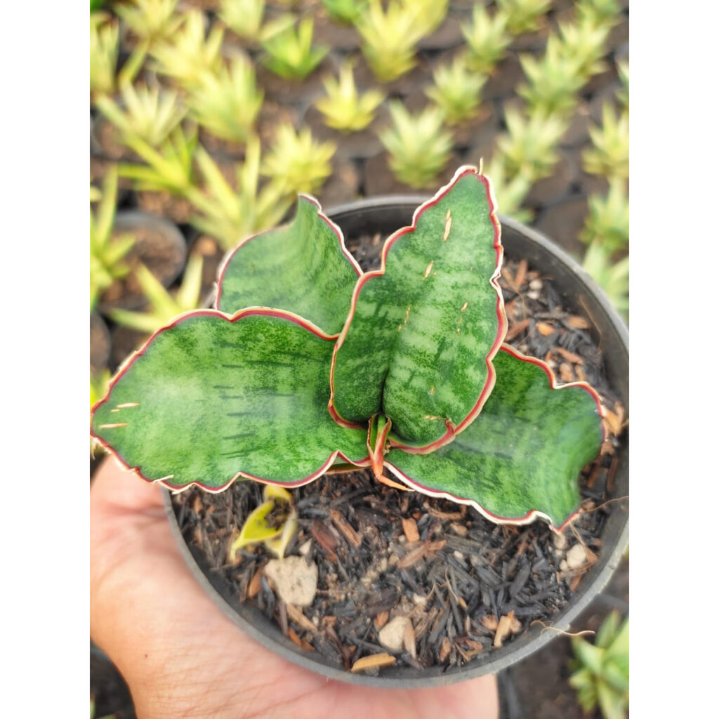 kaktus.id
