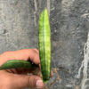 Sansevieria Sticky Variegated, real feature image plant. Picture taken directly from kaktus.id community Sansevieria farmer green houses.