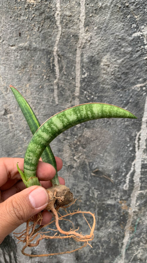 Sansevieria Sticky Variegated, real gallery image #10 plants. Picture taken directly from kaktus.id community Sansevieria farmer green houses.