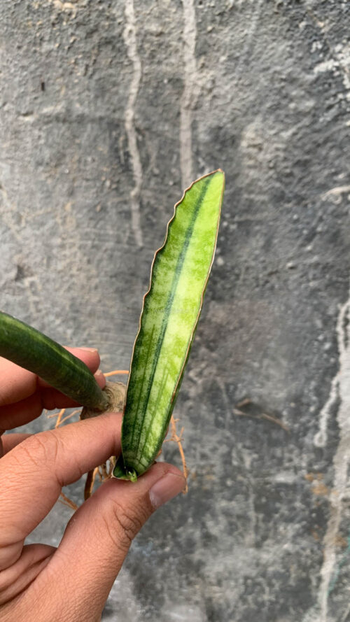 Sansevieria Sticky Variegated, real gallery image #6 plants. Picture taken directly from kaktus.id community Sansevieria farmer green houses.