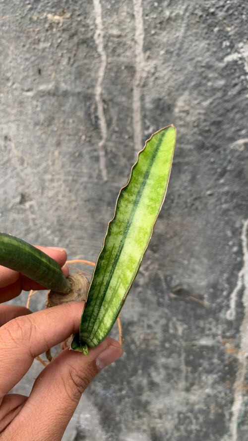 Sansevieria Sticky Variegated, real gallery image #4 plants. Picture taken directly from kaktus.id community Sansevieria farmer green houses.
