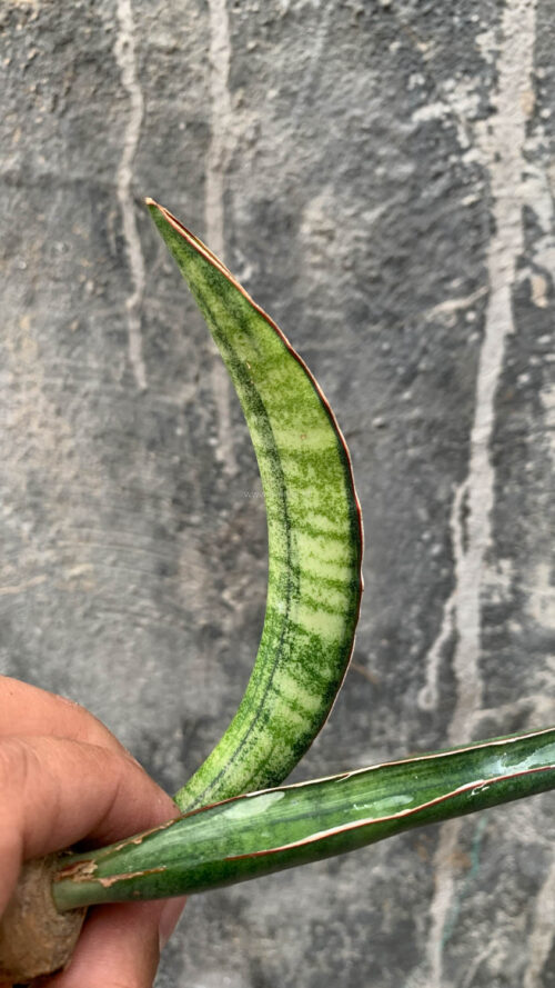 Sansevieria Sticky Variegated, real gallery image #2 plants. Picture taken directly from kaktus.id community Sansevieria farmer green houses.