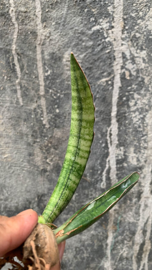 Sansevieria Sticky Variegated, real gallery image #8 plants. Picture taken directly from kaktus.id community Sansevieria farmer green houses.