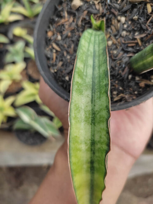 Sansevieria Sticky Variegated, real gallery image #3 plants. Picture taken directly from kaktus.id community Sansevieria farmer green houses.