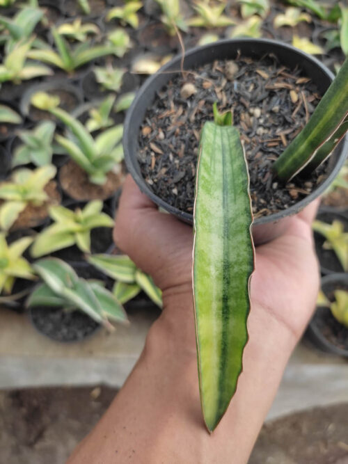 Sansevieria Sticky Variegated, real gallery image #5 plants. Picture taken directly from kaktus.id community Sansevieria farmer green houses.