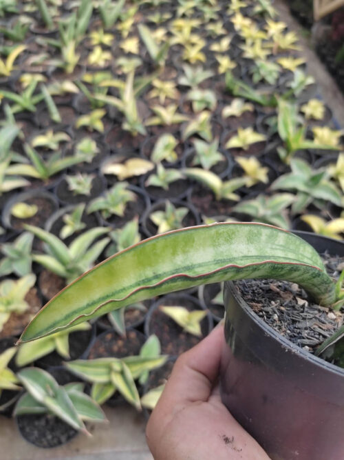 Sansevieria Sticky Variegated, real gallery image #7 plants. Picture taken directly from kaktus.id community Sansevieria farmer green houses.