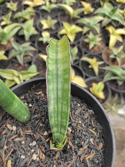 Sansevieria Sticky Variegated, real gallery image #1 plants. Picture taken directly from kaktus.id community Sansevieria farmer green houses.
