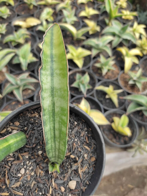 Sansevieria Sticky Variegated, real gallery image #11 plants. Picture taken directly from kaktus.id community Sansevieria farmer green houses.
