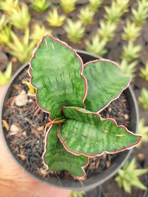 Sansevieria Dragon Jade, real gallery image #6 plants. Picture taken directly from kaktus.id community Sansevieria farmer green houses.