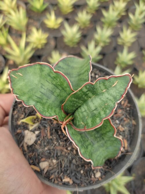 Sansevieria Dragon Jade, real gallery image #1 plants. Picture taken directly from kaktus.id community Sansevieria farmer green houses.