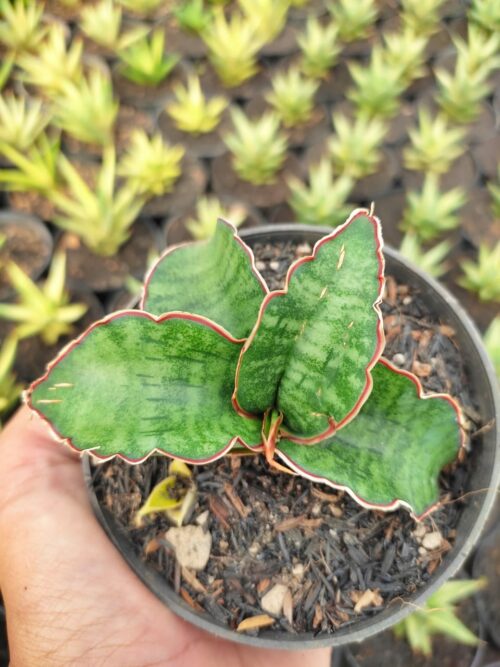 Sansevieria Dragon Jade, real gallery image #2 plants. Picture taken directly from kaktus.id community Sansevieria farmer green houses.