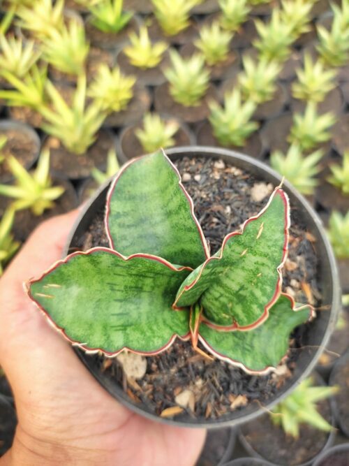 Sansevieria Dragon Jade, real gallery image #3 plants. Picture taken directly from kaktus.id community Sansevieria farmer green houses.