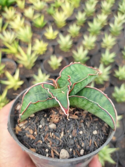 Sansevieria Dragon Jade, real gallery image #4 plants. Picture taken directly from kaktus.id community Sansevieria farmer green houses.