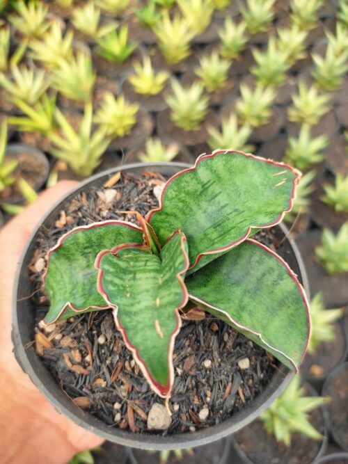 Sansevieria Dragon Jade, real gallery image #5 plants. Picture taken directly from kaktus.id community Sansevieria farmer green houses.